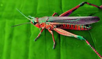 Ερμηνεία Grasshopper του βιβλίου των ονείρων Γιατί ονειρεύεστε μεγάλες ακρίδες